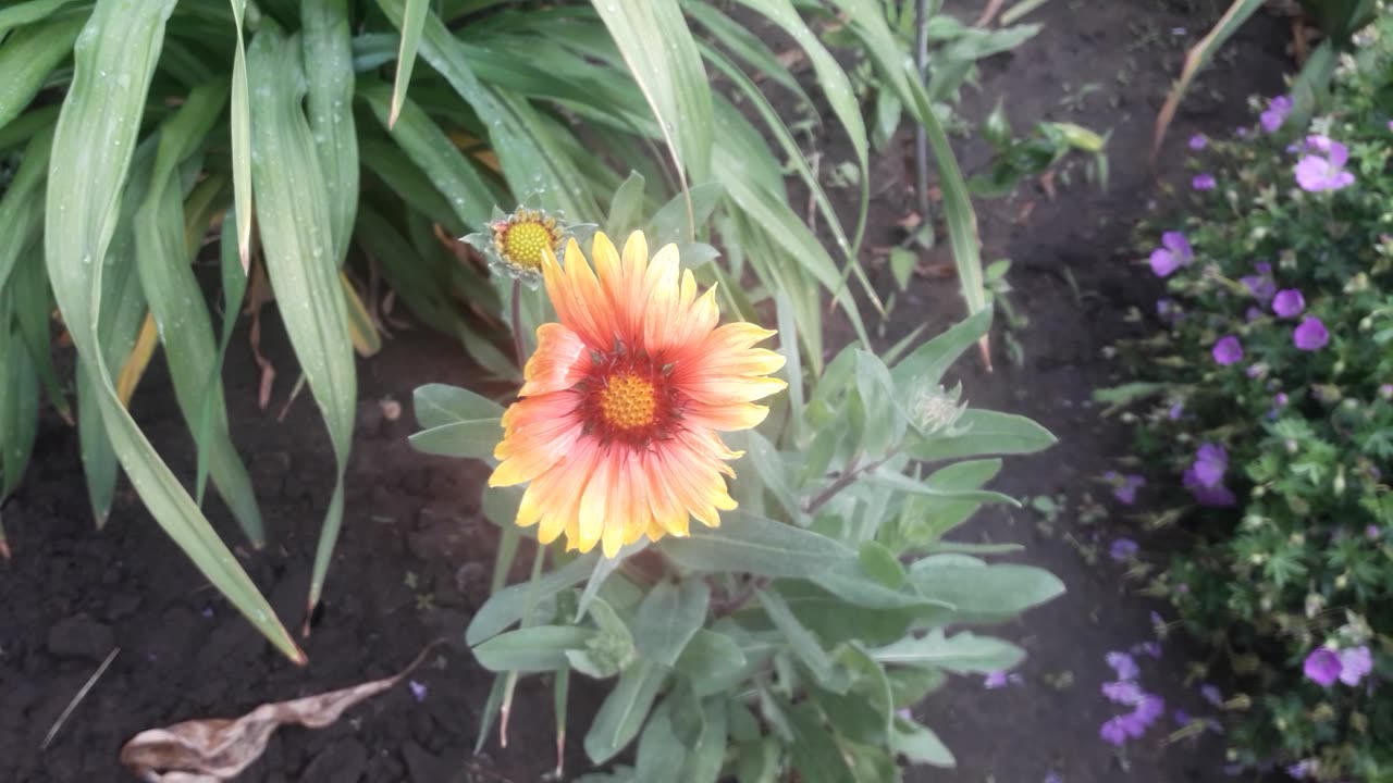 Gaillardia has bloomed