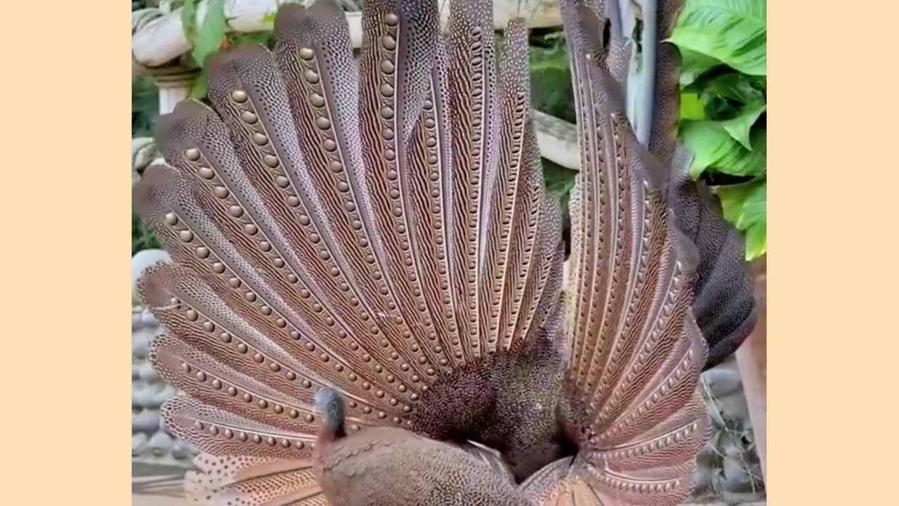 Awesome video