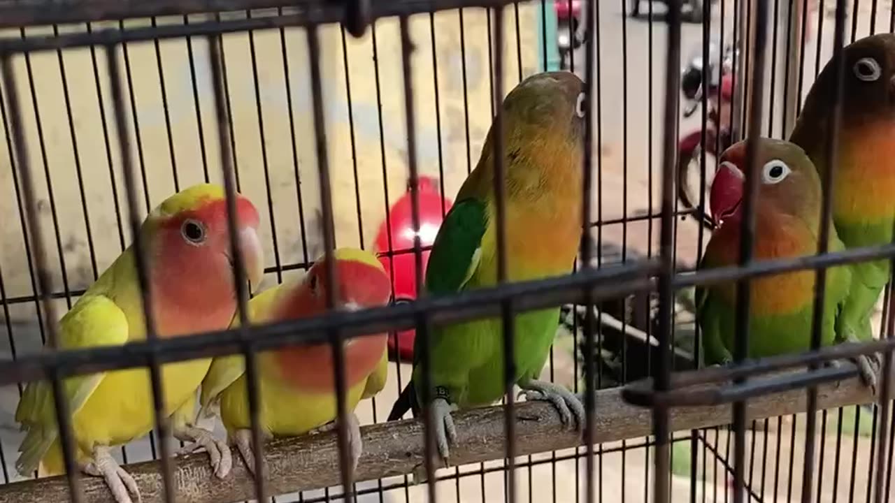 Happy Birds