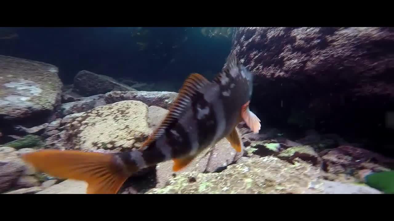 Plongée dans l’eau