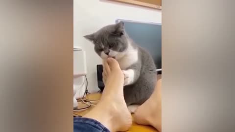 Funny cat reaction🤣