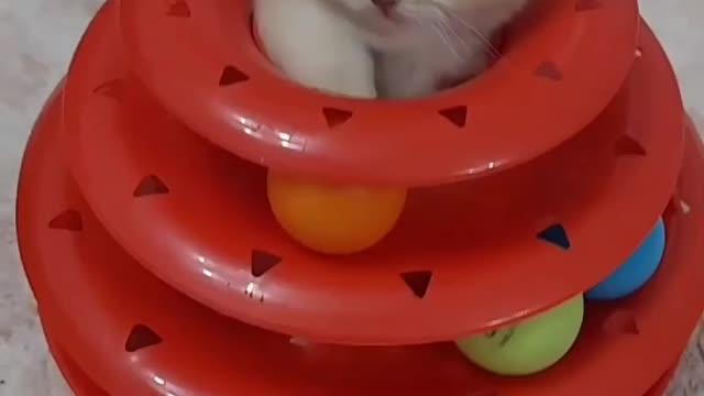 funny Cat video
