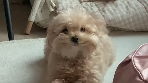 Smiley 😁 looks👀 😊#puppy#dog#pet#