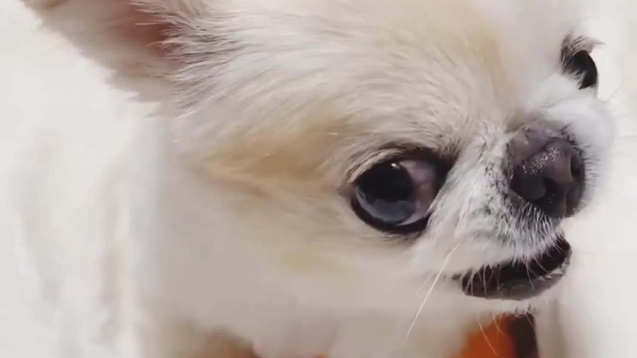 Funny animal cute pets viral video \ animals lol moment