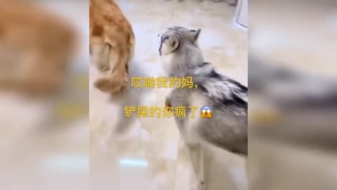 Cat Reaction to Cutting Cake - Funny Dog Cake Reaction Compilation | Pets Kingdom