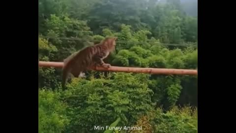 Funny Animals Club,Funniest Animals Video,Funny Video,Funny Animals,