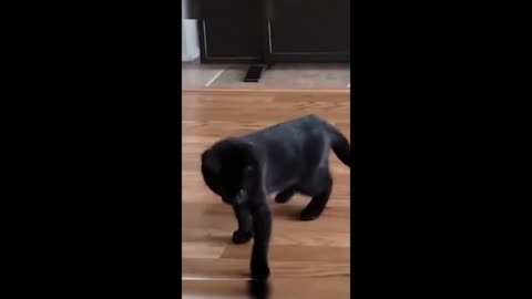 Funny animals - Funny cats / dogs - Funny animal videos 2023 - Part 58/Haypyy Pett