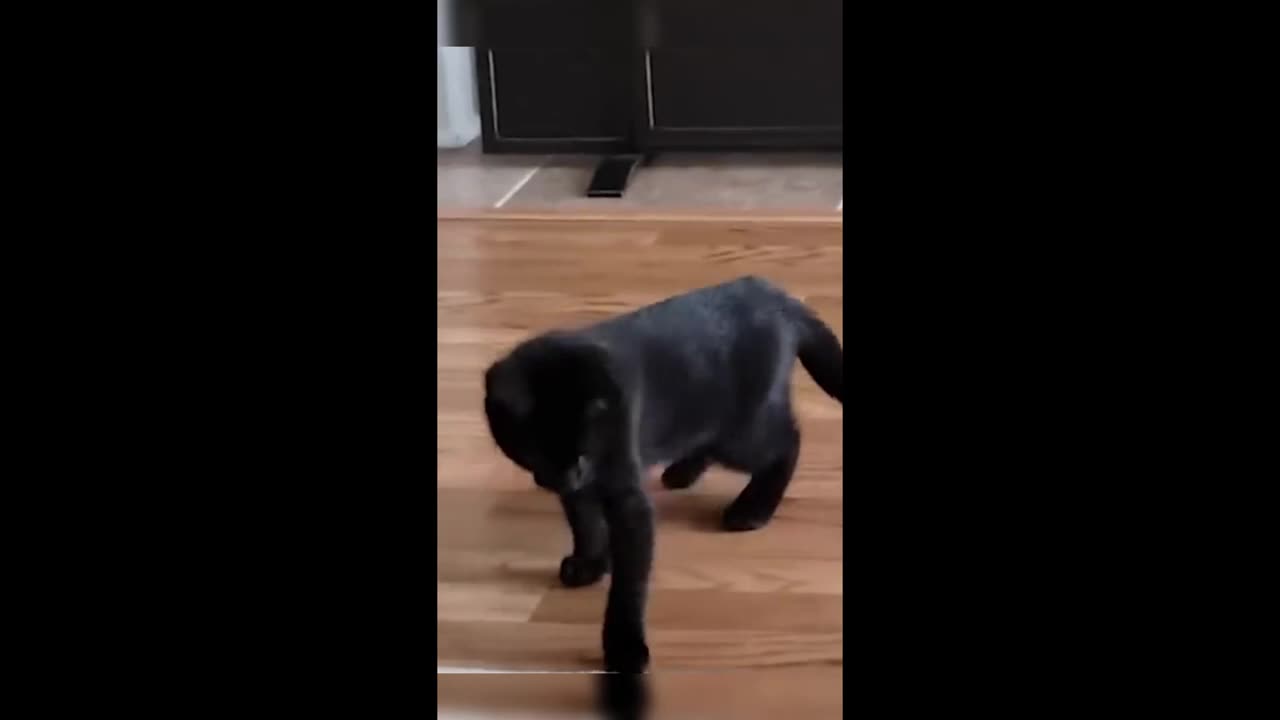 Funny animals - Funny cats / dogs - Funny animal videos 2023 - Part 58/Haypyy Pett