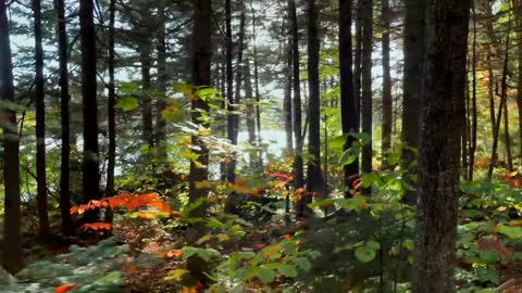 The Beauty of Peak Fall Foliage 🍁 Autumn in New England Part 1-14