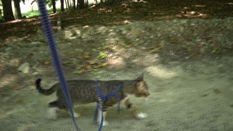 Adventurous Little Cat Walks in the Mountains