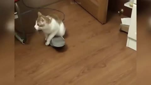 Cat Wonderful Caught