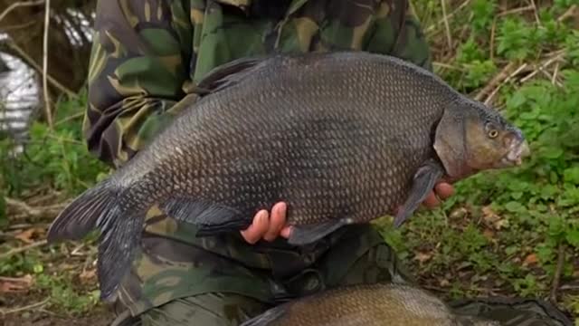 Who Enjoys fishing for specimen Bream