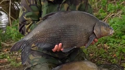 Who Enjoys fishing for specimen Bream