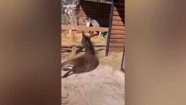 Funny Animal Videos 2022 beautiful pass