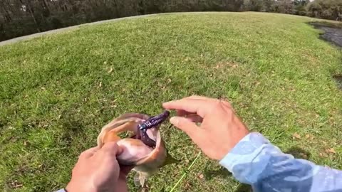 Fishing for MONSTER Bass in SMALL Ponds! (Bed Fishing)