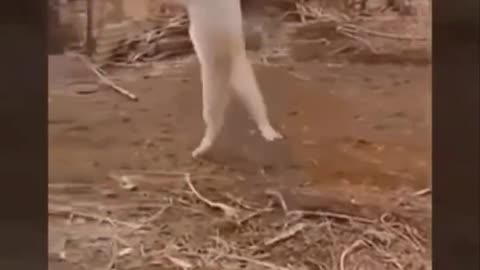 Super Huntress cat