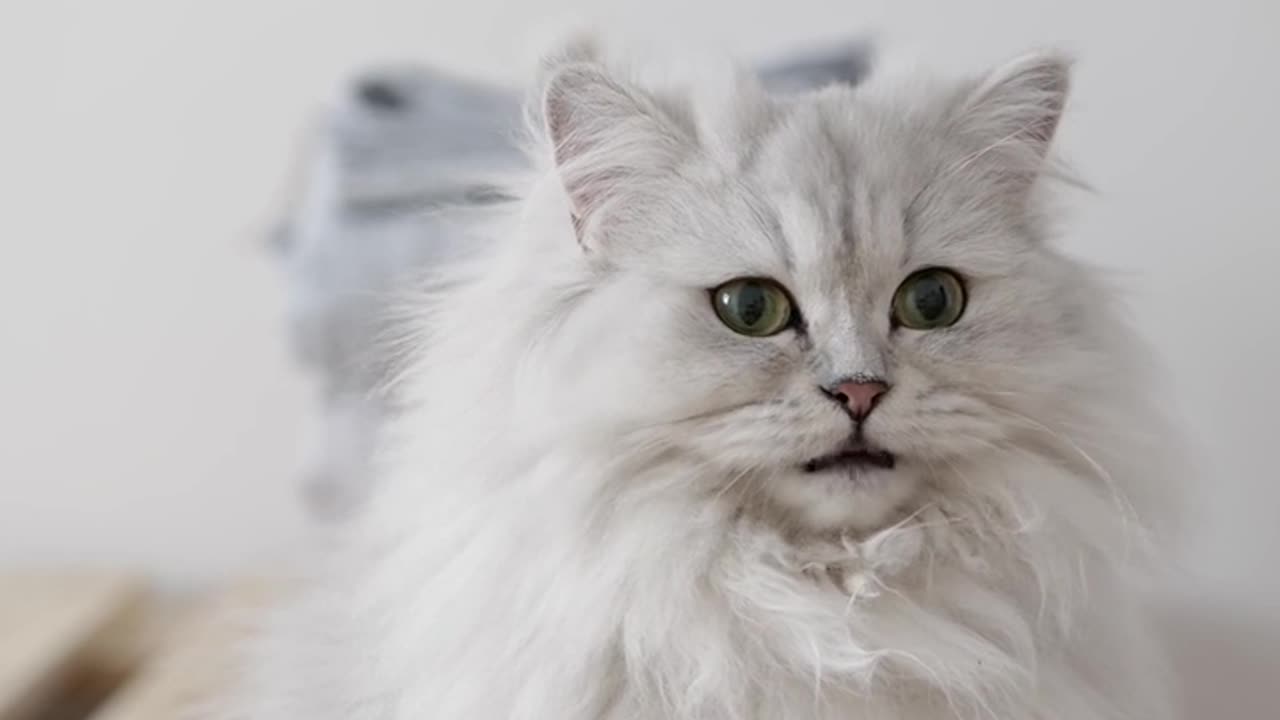 A long hair beautiful cats