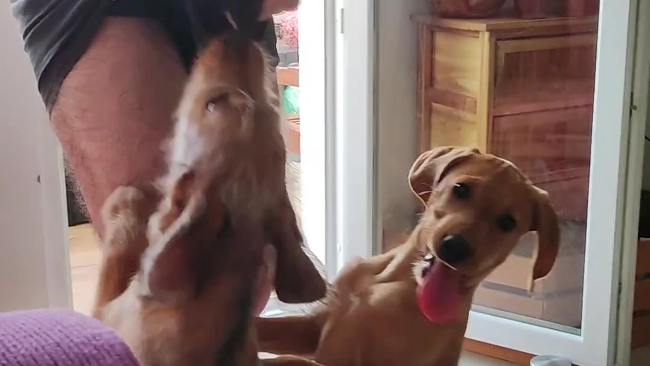 Puppies Prefer Pants Off || Viral Verse
