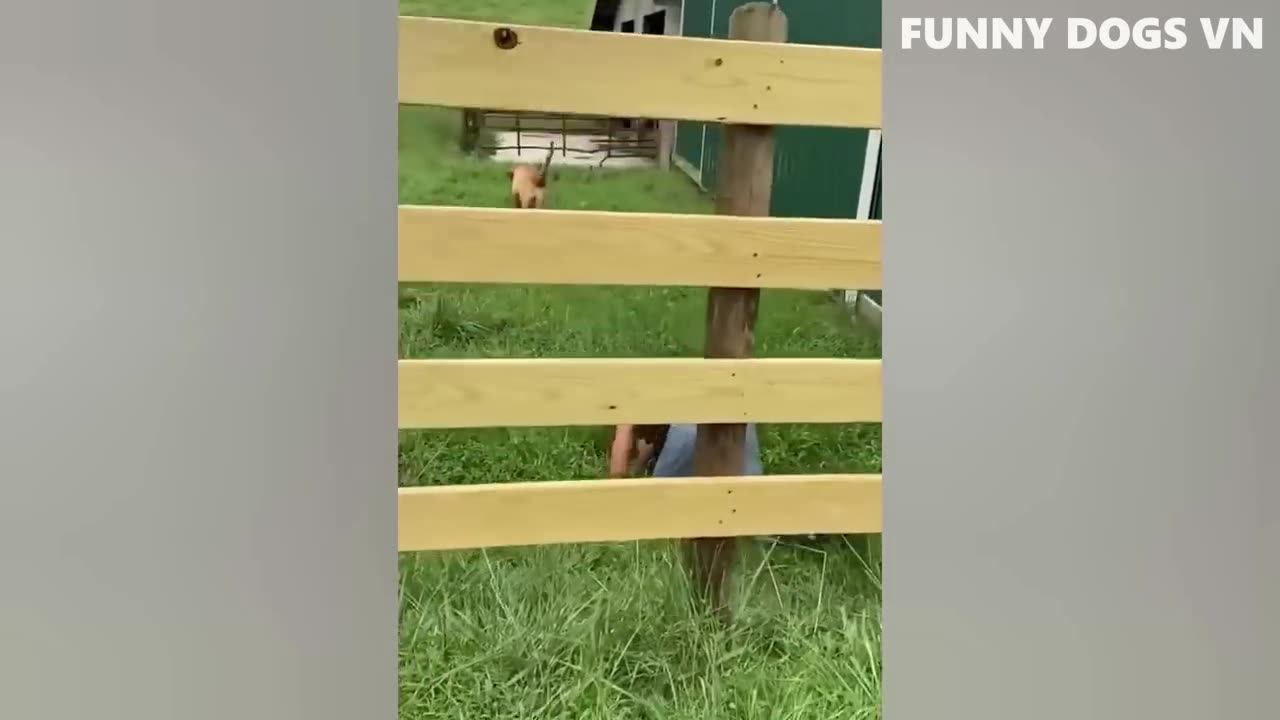 Funniest Dogs And Cats ๐ฑ๐ถ Best Funniest Animals Videos 2023 ๐