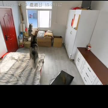 Bulldogs Watching Viral video , Funny Cat Break The Tv, After the Reaction make us Speechless!