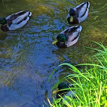 Five ducks at a small brook / Beautiful water birds in the water.