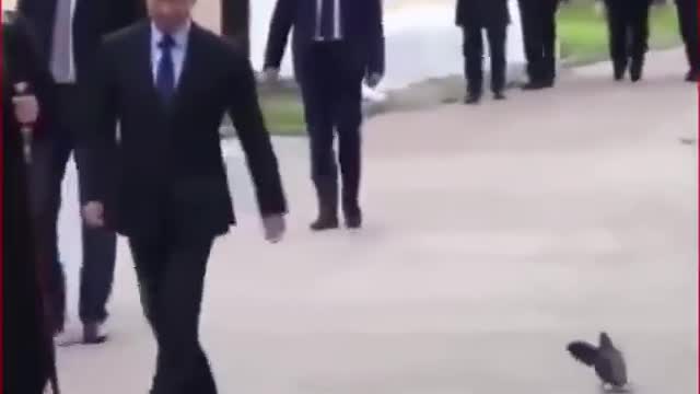 Amazing Bird Saluting Russian president