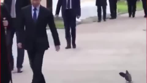 Amazing Bird Saluting Russian president