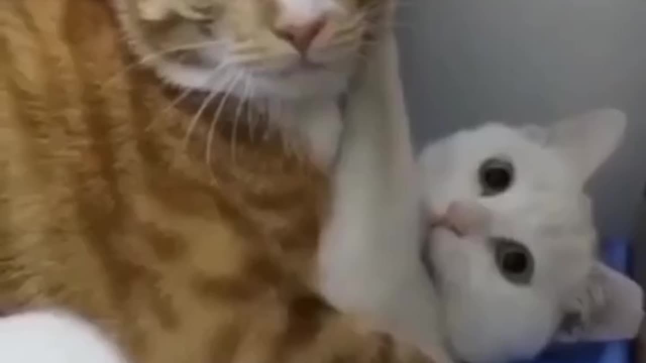 Animals Funny video
