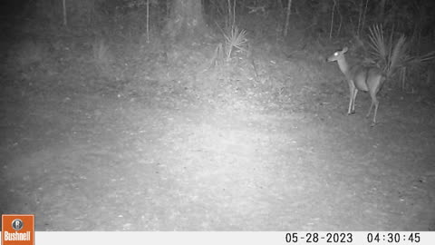 Bushnell Trail Camera - This Dove is on many of paw paws Trail Camera in this area this week.