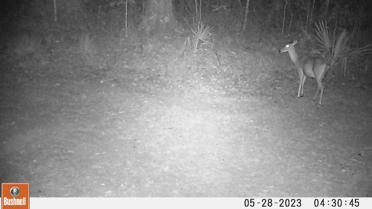 Bushnell Trail Camera - This Dove is on many of paw paws Trail Camera in this area this week.