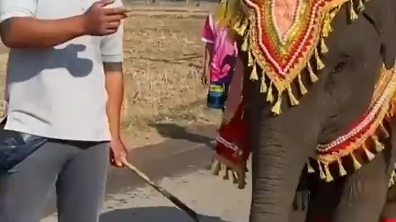 Elephant dancing