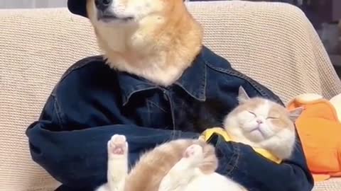 cat life