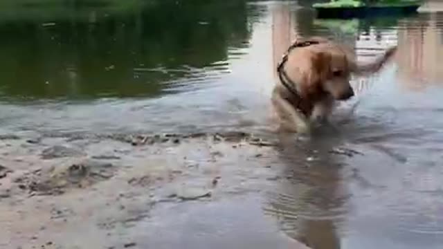 My Dog Made a Friend at The Lake