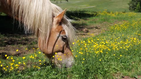 Horse SOO Cute! Cute And funny horse