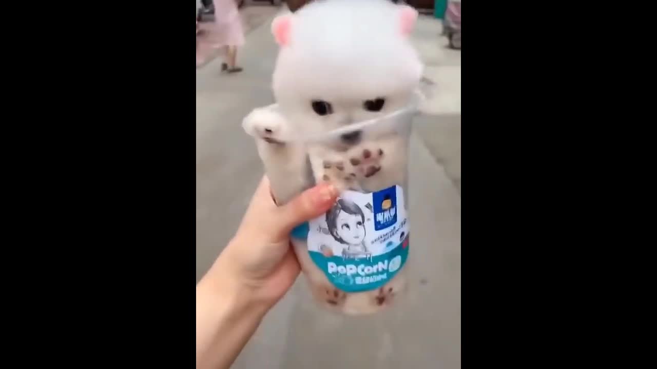 Most Famous Pomeranian TikTok Compilation 2021