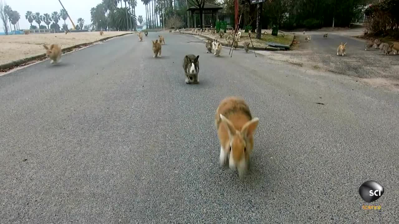 It's Always Bunny Rush Hour on This Japanese Islandp2