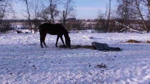 How to sneak up to the horse quietly