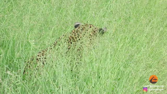 Warthogs walk right to a Leopard