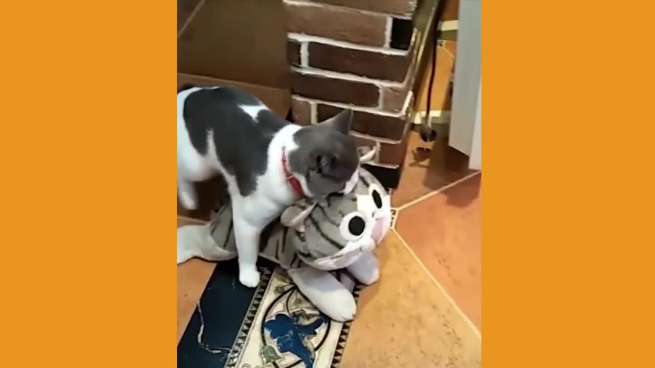 Cute pets doing funny things