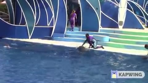 Dolphin Show in Dubai FULL VIDEO | Sea World's Dolphin Show Live