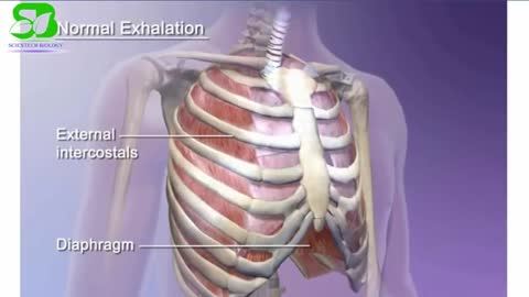 Anatomy and physiology of respiratory system