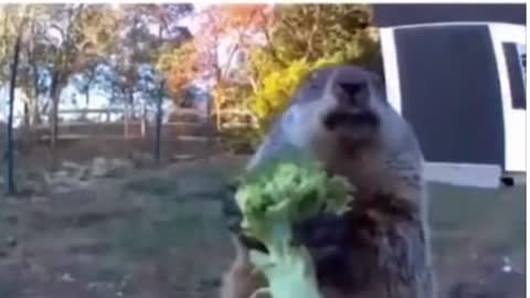 Groundhog steals farmers' "crop" and eats in front of security camera