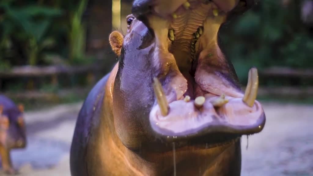 Juicer turned dispenser # Hippo