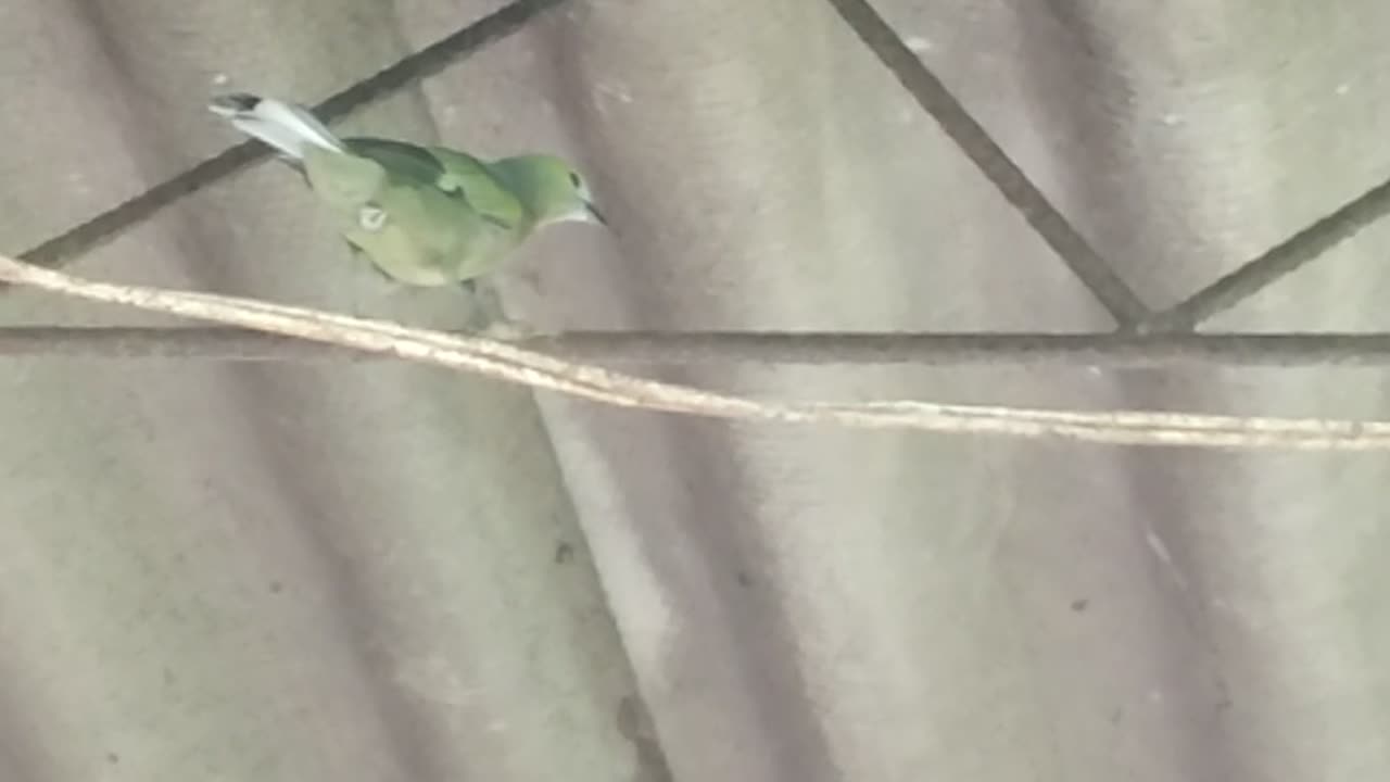 PAJARO AZULEJO .