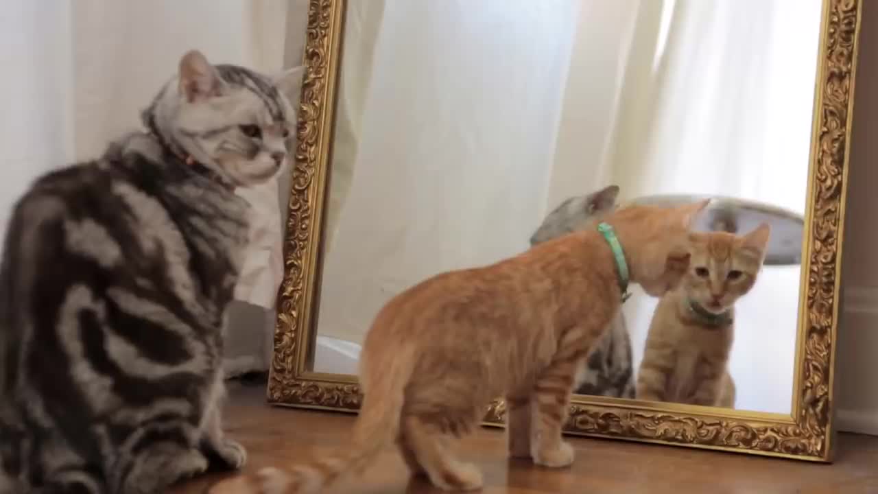 Dear Kitten Regarding The Dog