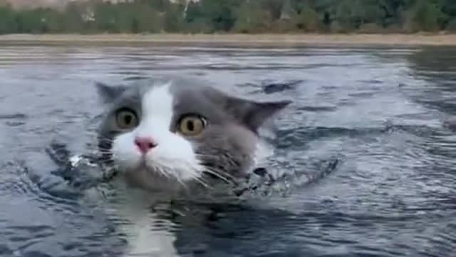 Have you ever seen a swimming cat