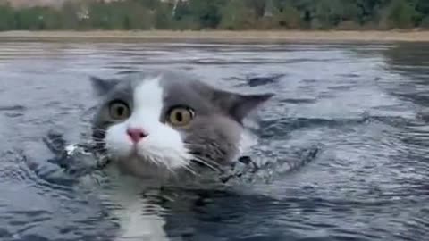 Have you ever seen a swimming cat