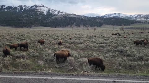 Bison Block Traffic in Yellowstone National Park