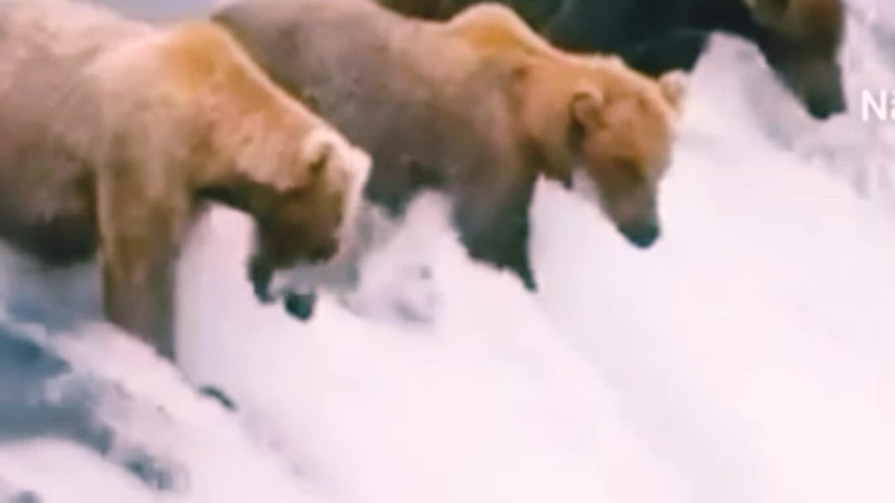 bears fishing