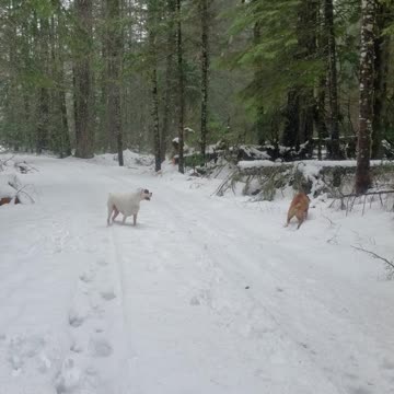 Harvey and Clyde running in a Washington blizzard
